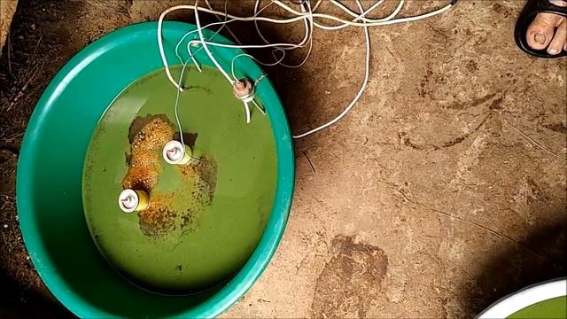 Сине-зеленые водоросли (цианобактерии) смотреть онлайн