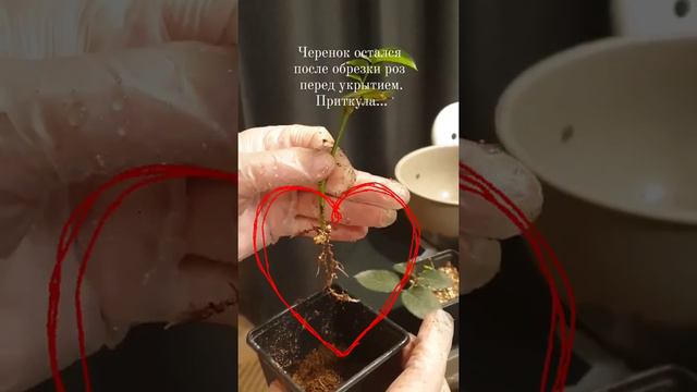 Черенкование роз. Укоренение: вермикулит+торф +влажность. смотреть онлайн