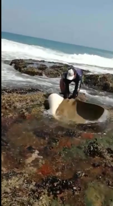 Спасение рыб смотреть онлайн