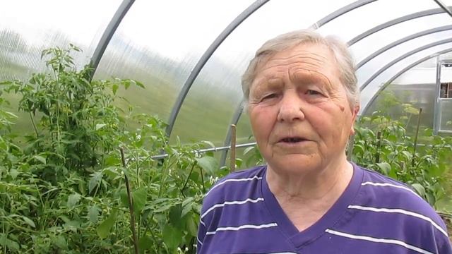 SunBerry // Черника Форте // Паслен Гибридный // Ольга Нызюк смотреть онлайн