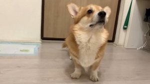 ПЕРВОЕ КУПАНИЕ ЩЕНКА/ Вельш корги Сэдди