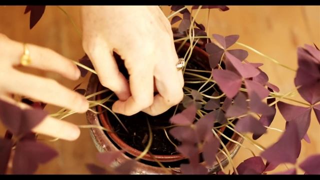 Plant Propagation - 3 Indoor Plants - Purple Shamrock, Prayer Plant, Chinese Money Plant смотреть онлайн