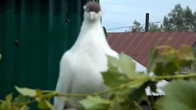 1 апреля Всемирный день птиц смотреть онлайн