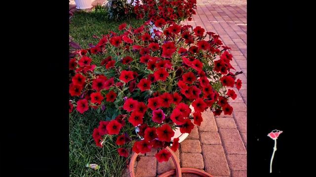 Петуния Тайдал Вейв Ред Велюр смотреть онлайн