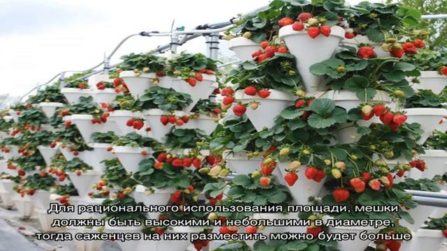 Выращивание клубники в мешках — все тонкости и секреты! смотреть онлайн