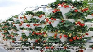 Выращивание клубники в мешках — все тонкости и секреты!
