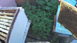 Уникальный метод Холмса по остановке матки без её поиска.