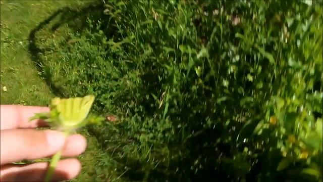 Hand Pollinating Butternut Squash смотреть онлайн