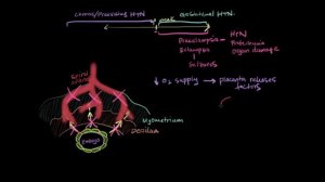 Лекции по акушерству. Преэклампсия