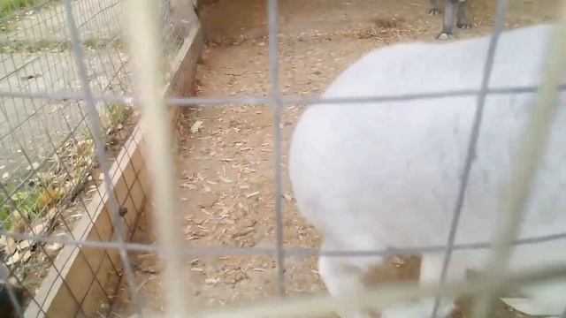 Жизнь в зоопарке. Автор Полина Маматова смотреть онлайн