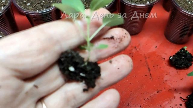 МНОГОЛЕТНИКИ ИЗ СЕМЯН.ПИКИРУЮ МОНАРДУ