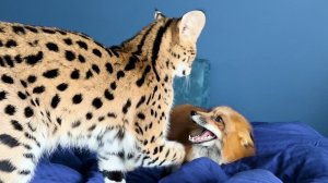 СЕРВАЛ И ЛИСА - ИДЕАЛЬНАЯ ПАРОЧКА