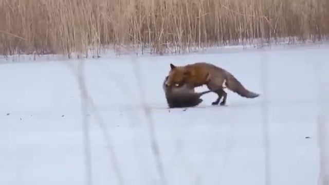 Гигантская крыса стала обедом молодому лису, хитрый лис переиграл смотреть онлайн