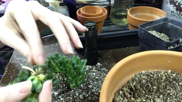 Repotting Haworthia Cooperi Truncata/Root Health Discussion