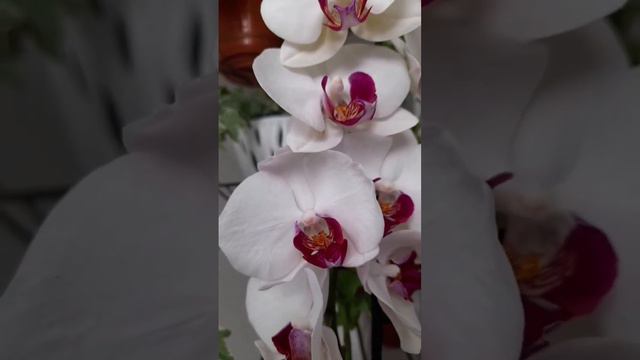 Полный роспуск орхидеи Ред Лип❤❤❤ Phalenopsis Red lip смотреть онлайн