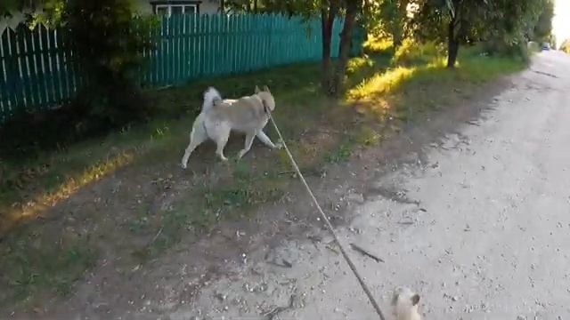 Гуляем по деревне с ЛАЙКОЙ и ЧИХУА / Откуда у нас появилась лайка БАРСИ ? / питомник РКФ Мари Мисти смотреть онлайн