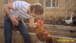 Горцы от Ума (будильник)