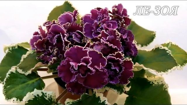 Новинки селекции ФИАЛОК. ЛЕБЕЦКАЯ Елена. Стандарты. Юлия Датта смотреть онлайн