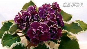 Новинки селекции ФИАЛОК. ЛЕБЕЦКАЯ Елена. Стандарты. Юлия Датта