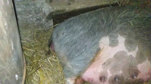 Опорос крупным планом. Её роды оказались не быстрыми. Свинка решила нас порадовать и поволноваться.