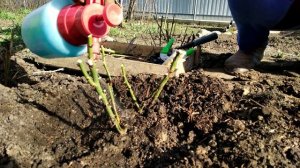 Как просто обрезать и обработать розы весной