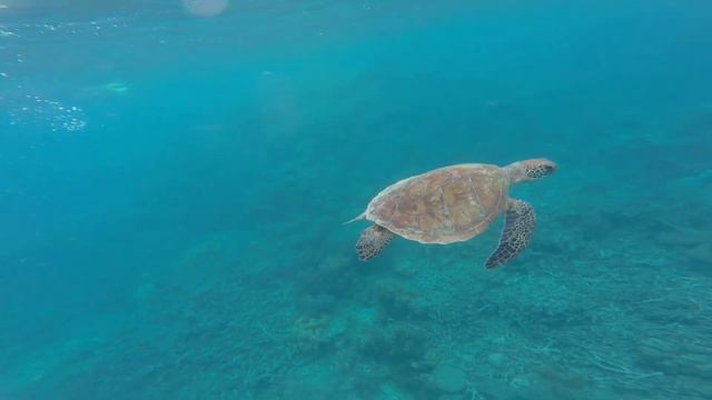 Moore Reef Turtle смотреть онлайн