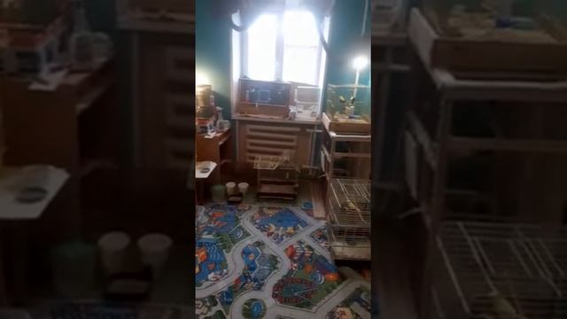 Кенари и канарейки смотреть онлайн