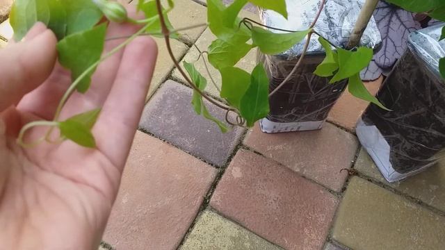 Распаковка посылка с Авито.Новинки для моего сада.Клематисы , вейгела и калистегия. смотреть онлайн