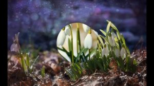 Поликсена Соловьева Подснежник