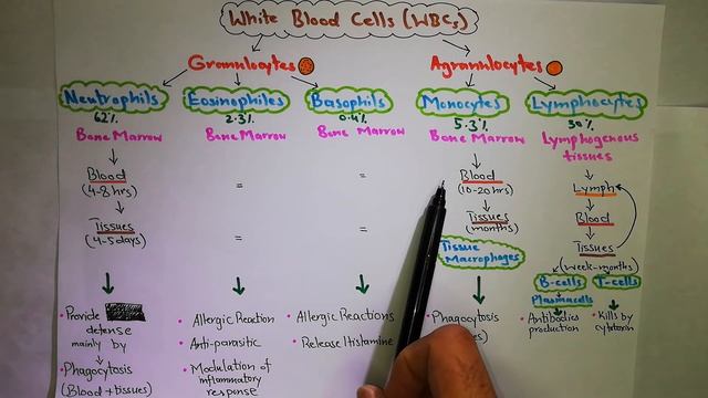 White blood cells (WBC) types chapter 34 (part 1) Guyton and Hall text book of physiology. смотреть онлайн