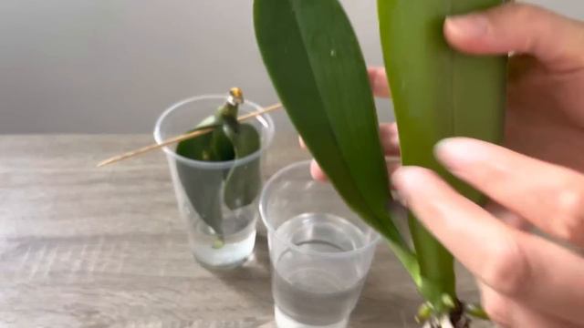 Suda Köksüz Büyüyen Orkide Yaprakları Bu Yolla Birçok Sağlıklı Kökler Çıkararak Canlanacak смотреть онлайн