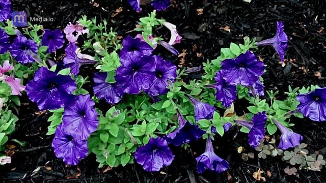 Purple Petunias смотреть онлайн