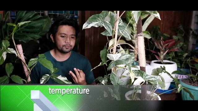 Syngonium podophyllum “Albo Variegatum” - BEST CARE TIPS ON HOW TO MAKE THEM LUSH, BUSHY AND HEALTH смотреть онлайн