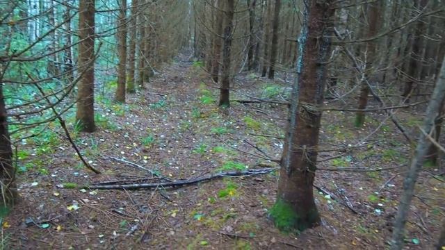 Мощный выход БЕЛЫХ ГРИБОВ на северо-западе Подмосковья! Разведка новых мест принесла удачу! смотреть онлайн