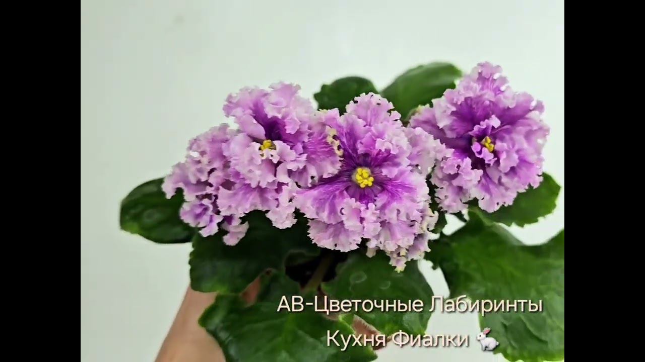 фиалка АВ-Цветочные Лабиринты. Кухня Фиалки . fialki.of.by смотреть онлайн