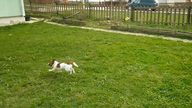 джек рассел терьер ,поймай если сможешь смотреть онлайн