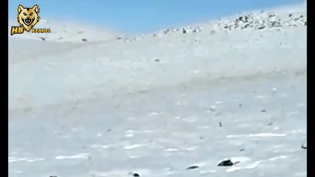 Alabai dog vs 5 Wolves | 1 Alabai Fights Against 5 Wolves смотреть онлайн