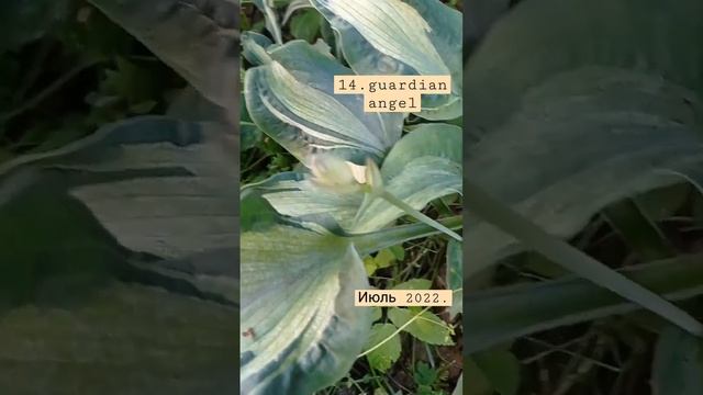 14.guardian angel. ангел хранитель#большаяхоста #купитьхосту #заказатьхосту #купитьguardinanngel смотреть онлайн
