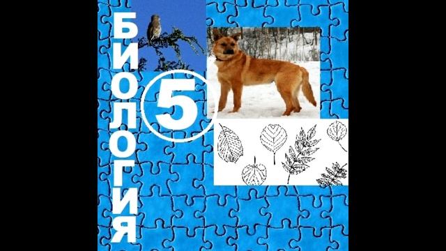 § 24 Как появился человек на Земле смотреть онлайн