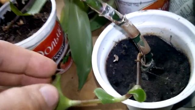 Что следует знать о выращивании золотого уса смотреть онлайн