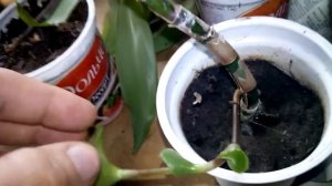 Что следует знать о выращивании золотого уса