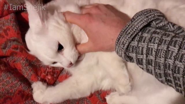 Что делает этот кот? Cначала ласково покусывает руку потом злится. Strange cat. смотреть онлайн