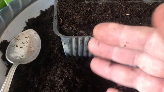 926. Размножение Замиакулькаса (Долларового Дерева) фрагментом листа. Начало укоренения. Часть 1. смотреть онлайн