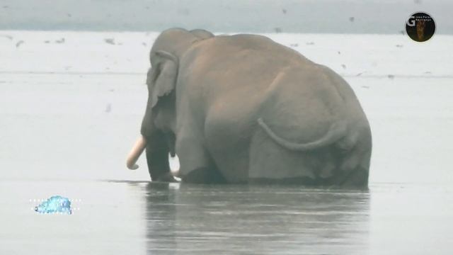 Majestic King Elephant in Kaziranga National Park смотреть онлайн
