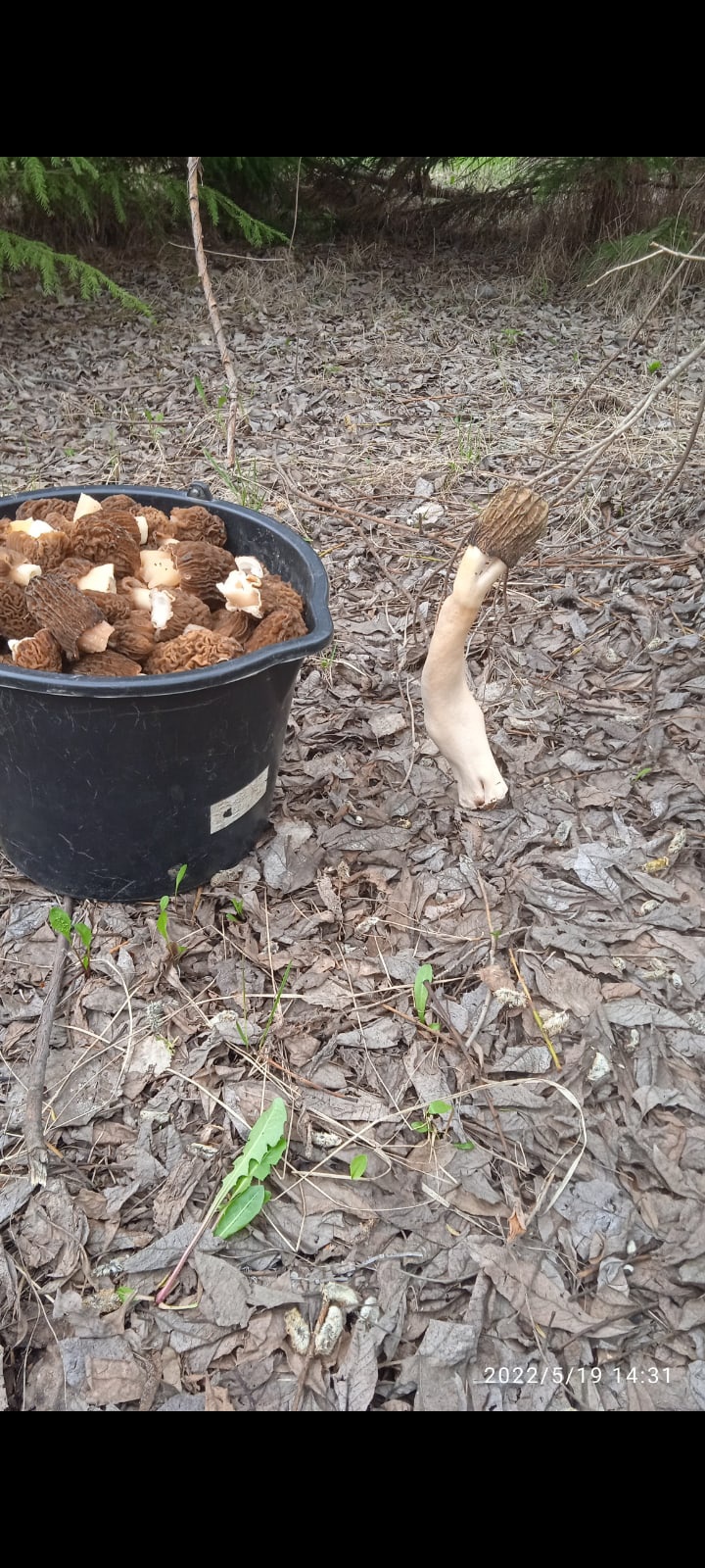 Собираем сморчки и делаем вкуснейшую жарёху. смотреть онлайн