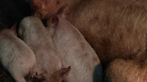 VID_20220320_135029.mp4