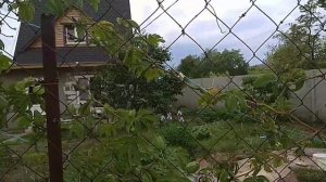 Пассифлора . Выращивание в открытом грунте.