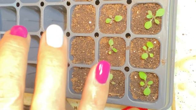 How To Transplant Flower Seedlings - Potting Up Petunias, Snapdragons And Coleus