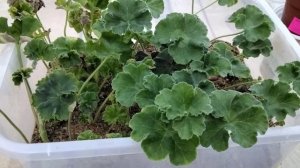 #491.Мой опыт применения стимулятора Радифарм для укоренения черенков пеларгонии!