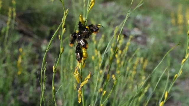 Мохнатые хрущики (Glaphyridae) смотреть онлайн